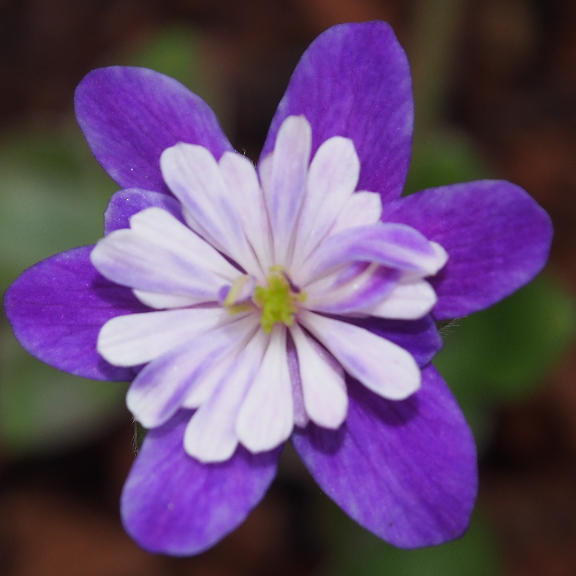 Hepatica japonica Fuji JP 3 Hepatica japonica Fuji JP