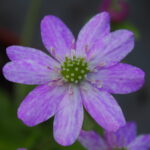 Hepatica japonica Fujun'na aka JP