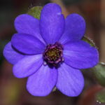 Hepatica japonica Fukai aomurasaki JP