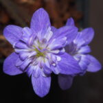 Hepatica japonica Fumabashi JP
