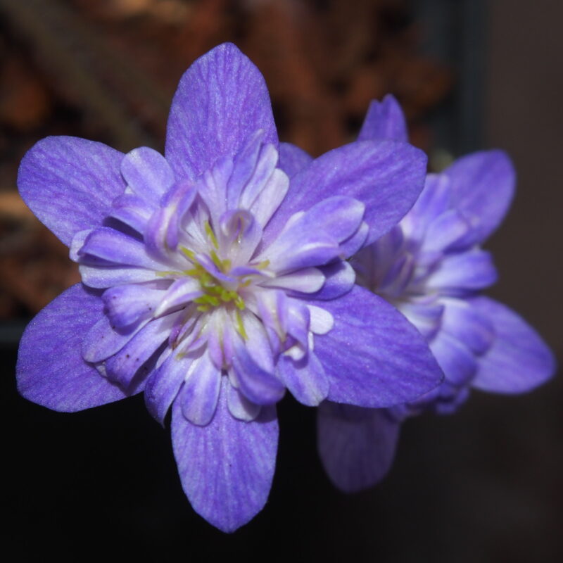 Hepatica japonica Fumabashi JP