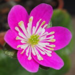 Hepatica japonica Fumiko JP
