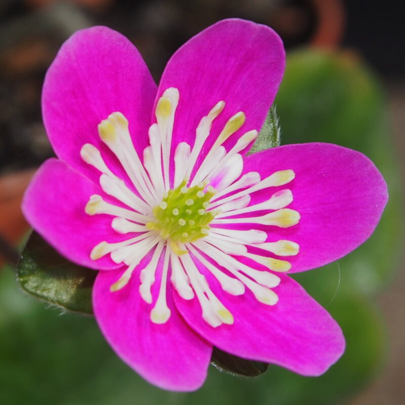 Hepatica 21 Hepatica japonica Fumiko JP