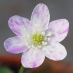 Hepatica japonica Furikaketa JP