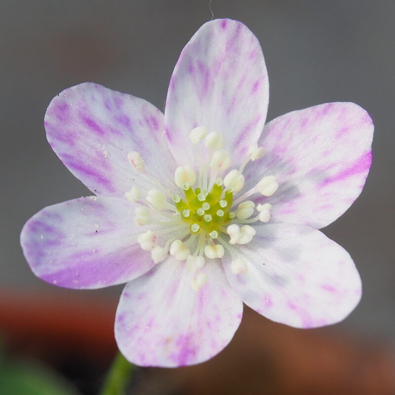 Hepatica japonica Furikaketa JP