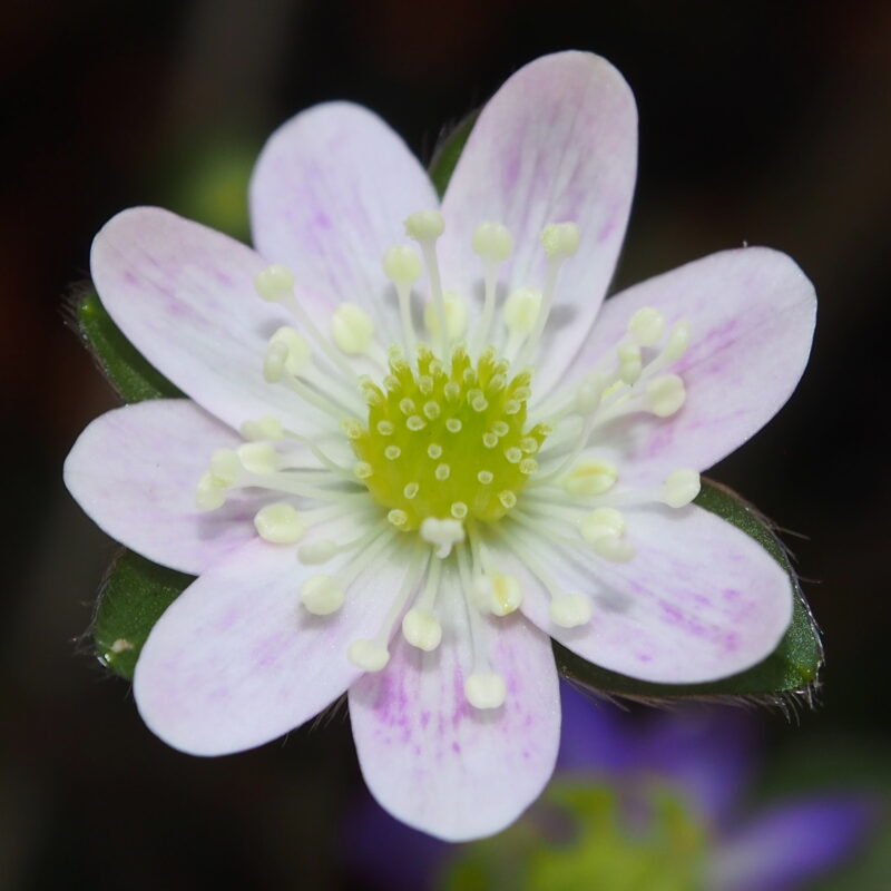 Hepatica 93 Hepatica japonica Furikkufurakku JP