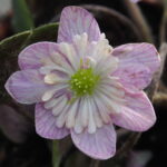 Hepatica japonica Akai jōmyaku JP