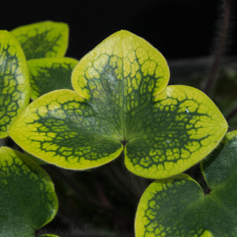 Hepatica japonica Goldrand Extra