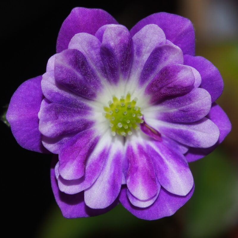 Hepatica 45 Habikino JP