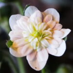 Hepatica japonica Hachiman JP 1 Hepatica japonica Hachiman-JP