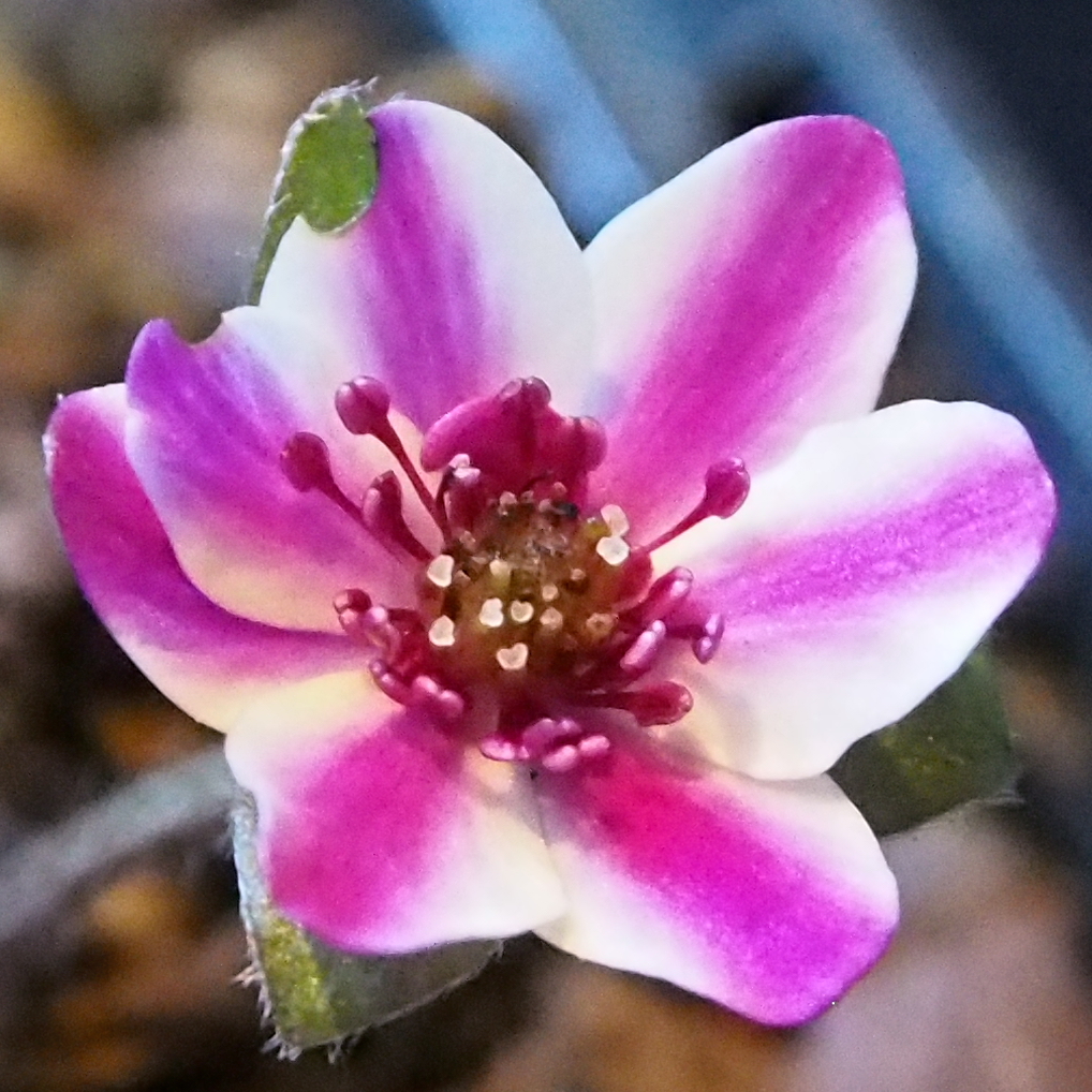 Hepatica japonica Hadano JP 3 Hepatica japonica Hadano JP