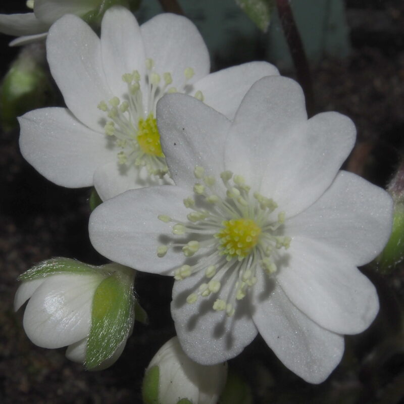 Hepatica japonica Hakujin no musume JP
