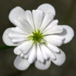 Hepatica japonica Hakurin 1 Hepatica japonica Hakurin