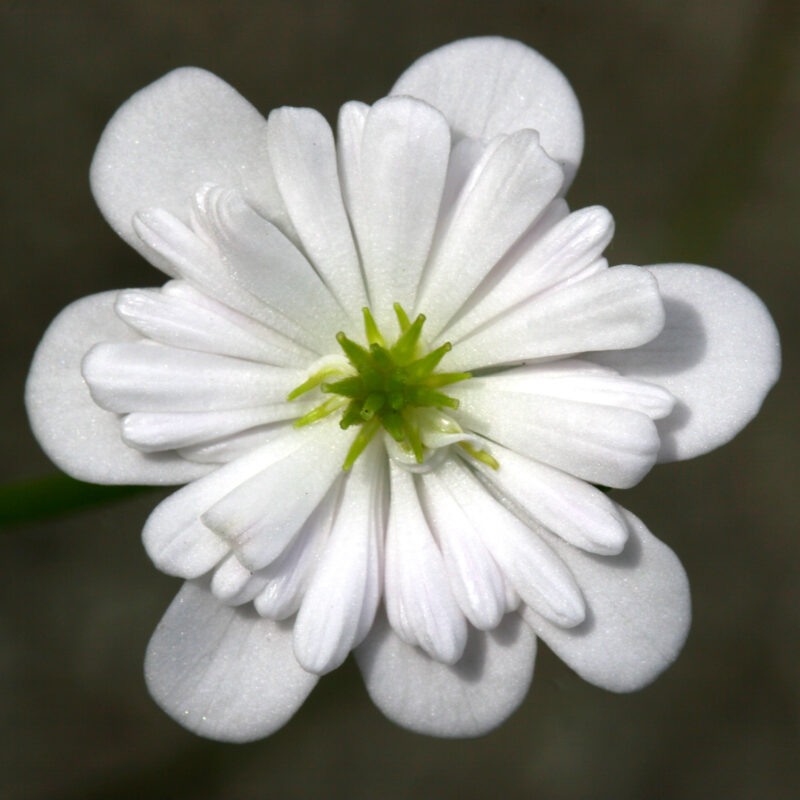 Hepatica 9 Hepatica japonica Hakurin