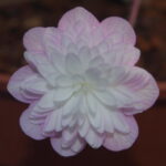 Hepatica japonica Hanamaki JP