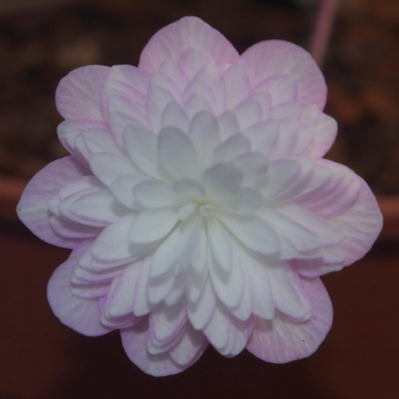 Hepatica japonica Hanamaki JP