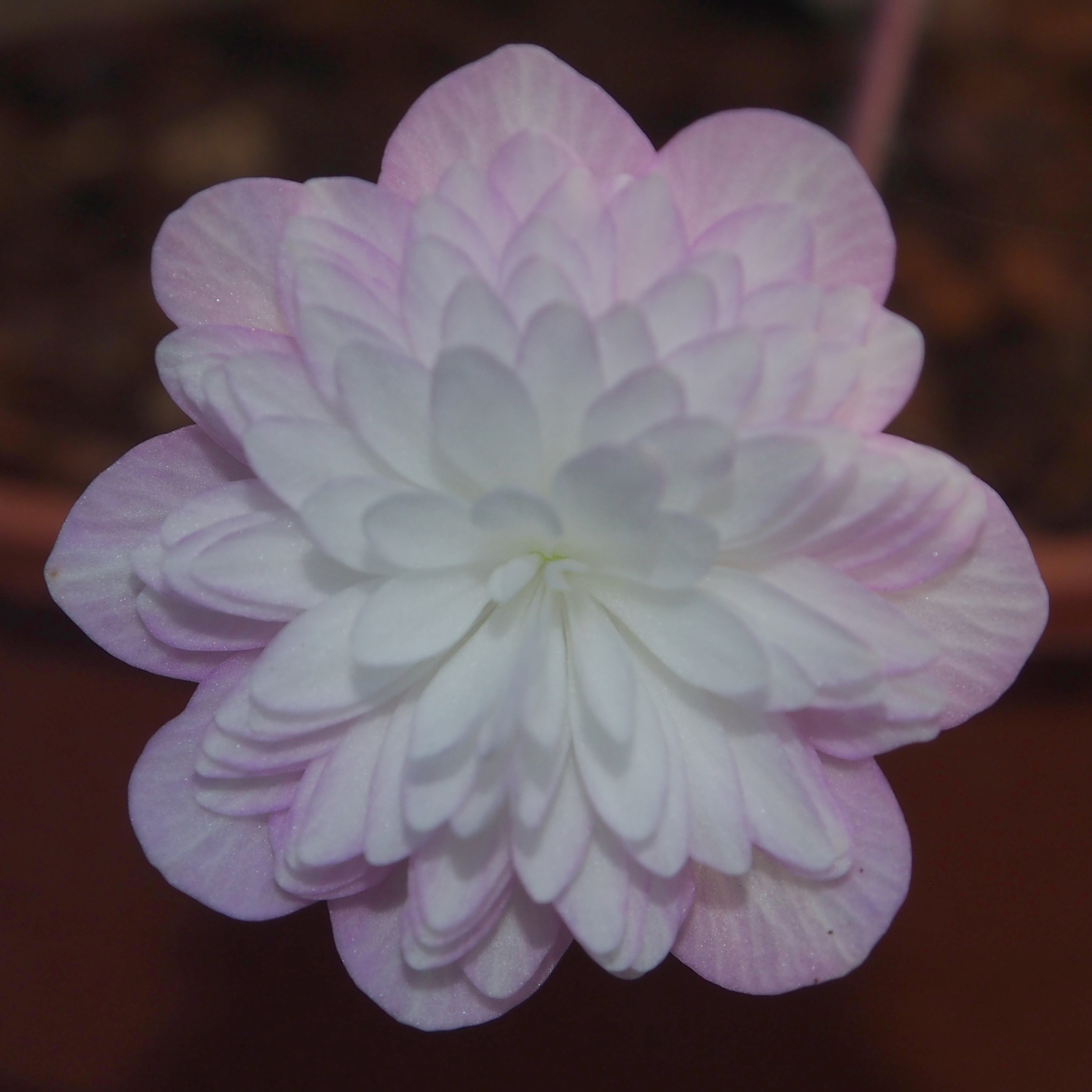 Hepatica japonica Hanamaki JP 3 Hepatica japonica Hanamaki JP