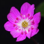 Hepatica japonica Haru GP 2 Hepatica japonica Haru GP