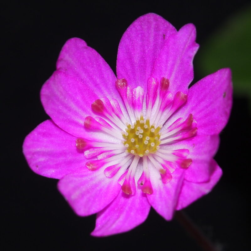 Hepatica japonica Haru GP