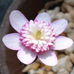 Hepatica japonica Haru no utage 2 Hepatica japonica Haru no utage