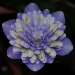 Hepatica japonica Haru koma