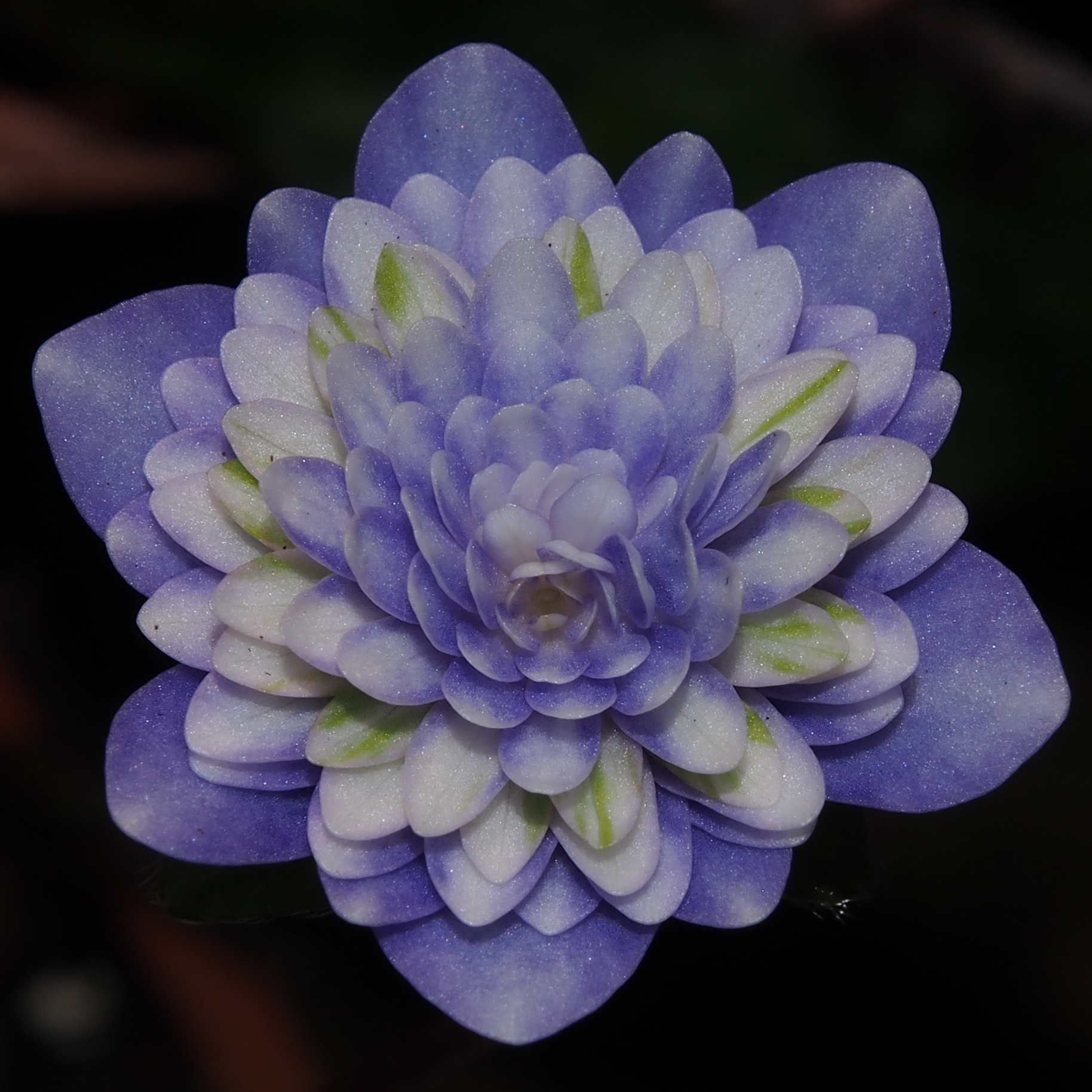 Hepatica japonica Haru koma 3 Hepatica japonica Haru koma