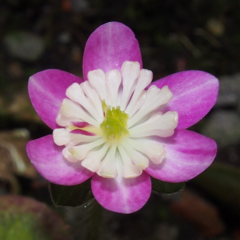 Hepatica japonica Hatsukagami Kei Rosa