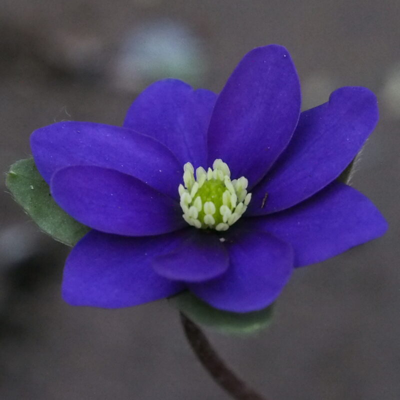 Hepatica japonica Hatsukaichi JP