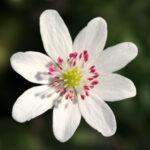 Hepatica japonica Weißer Kobold