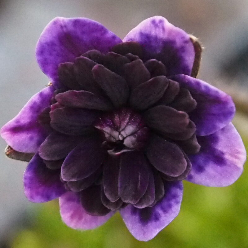 Hepatica japonica Hiratsuka JP