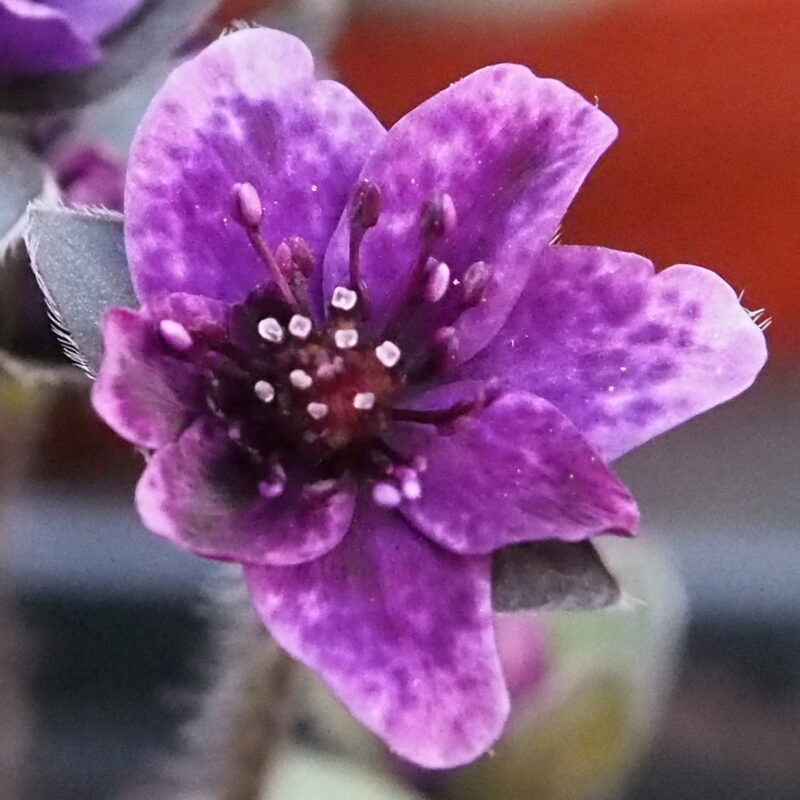 Hepatica japonica Hirishima JP