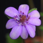 Hepatica japonica Hiroko JP