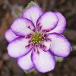Hepatica japonica Hitachinaka JP 2 Hepatica japonica Hitachinaka JP