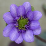 Hepatica japonica Hotei JP
