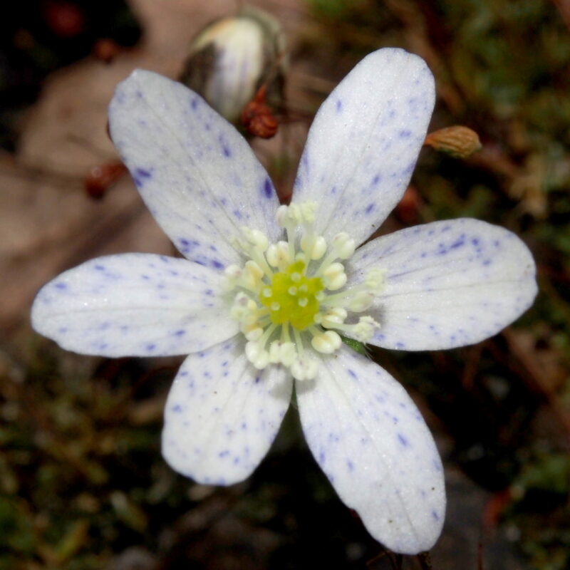 Hepatica japonica Iida JP
