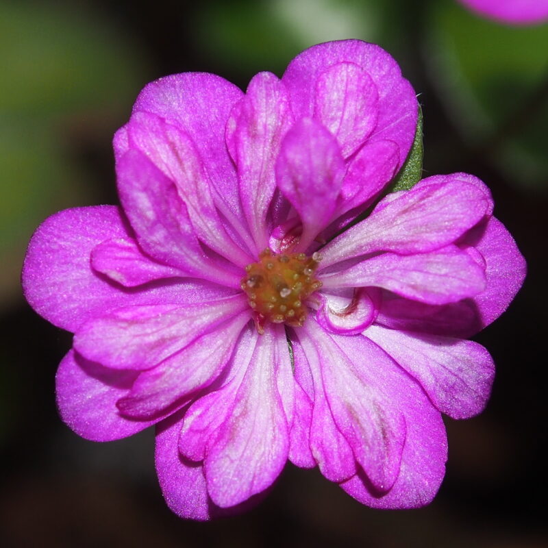 Hepatica japonica Imabari JP