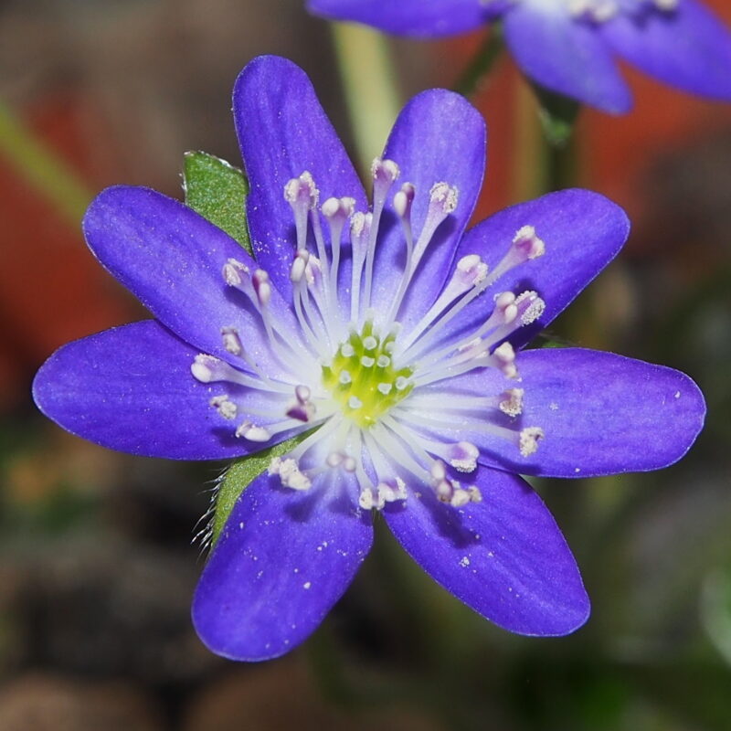 Hepatica 25 Hepatica japonica Itoe JP