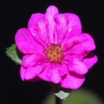 Hepatica japonica Iwaki JP