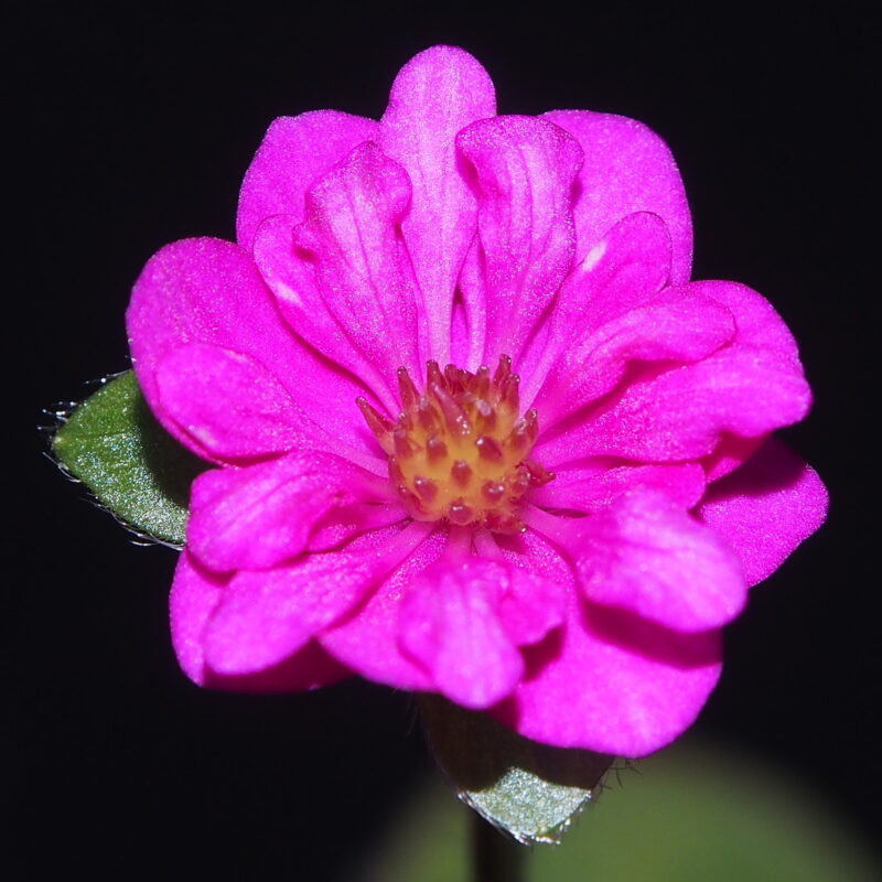 Hepatica 73 Hepatica japonica Iwaki JP