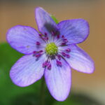 Hepatica japonica Iwakuni JP