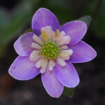 Hepatica japonica Izuka JP