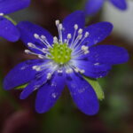 Hepatica japonica Junsuina ao murasaki JP 2 Hepatica japonica Junsuina ao murasaki JP