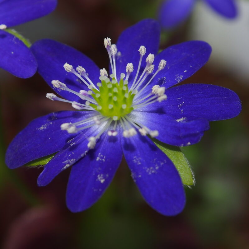 Hepatica japonica Junsuina ao murasaki JP