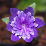 Hepatica japonica Kagoshima JP