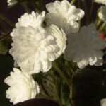 Hepatica japonica Kanoya JP