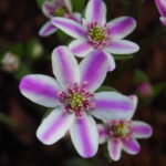Hepatica japonica Kanzan s musume JP 1 Hepatica japonica Kanzan s musume JP