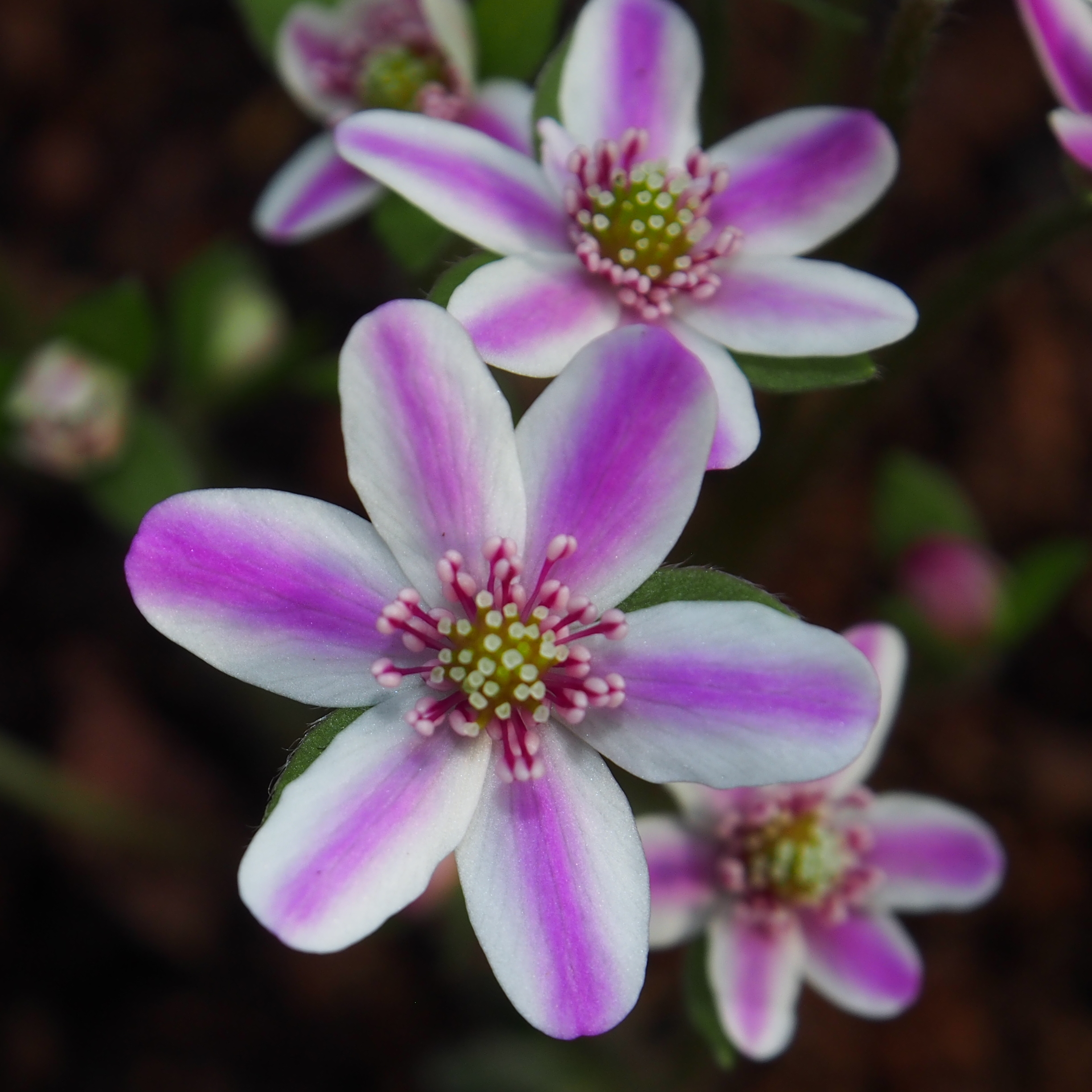 Hepatica japonica Kanzan s musume JP 3 Hepatica japonica Kanzan s musume JP