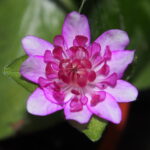 Hepatica japonica Kashiwasaki GP 2 Hepatica japonica Kashiwasaki GP