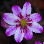 Hepatica japonica Kawagoe JP