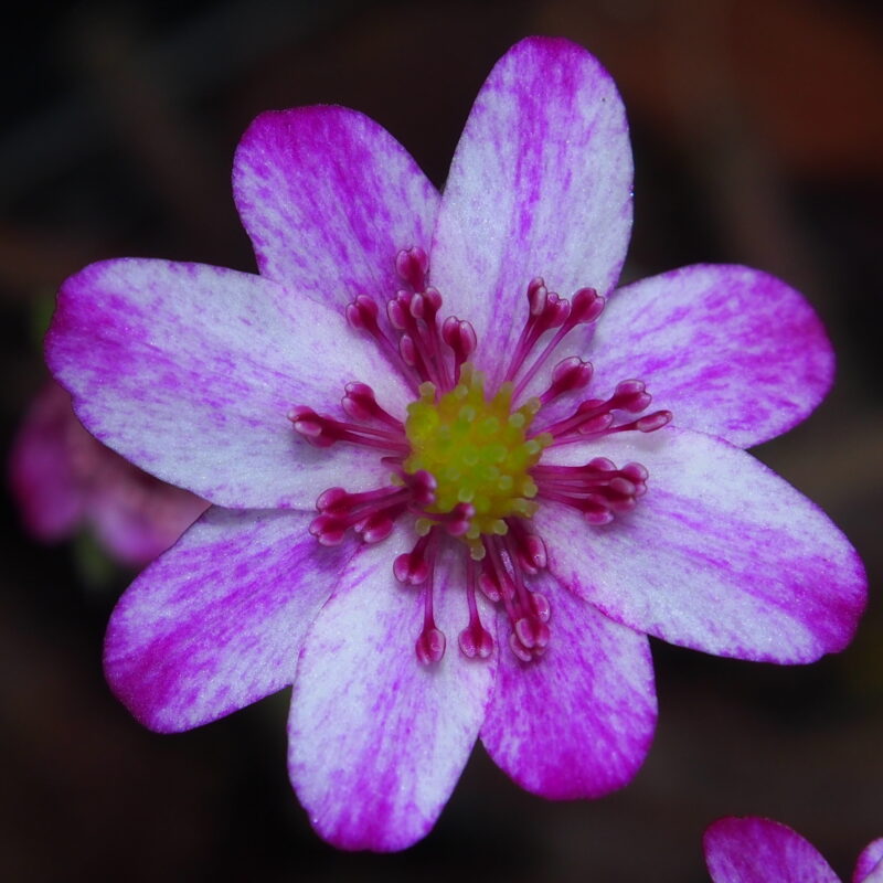 Hepatica japonica Kawagoe JP